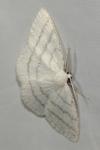 Cabera pusaria