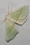 Campaea margaritaria
