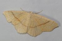 Cyclophora punctaria