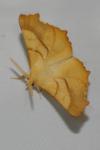 Ennomos fuscantaria