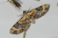 Eupithecia linariata