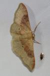 Idaea degeneraria