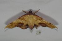 Plagodis dolabraria
