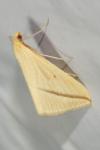 Rhodometra sacraria