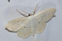 Scopula immutata