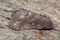 Dendrolimus pini