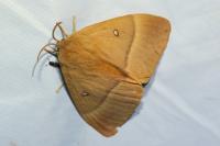 Lasiocampa quercus