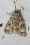 Acronicta megacephala