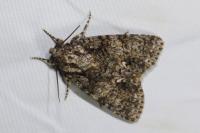 Acronicta rumicis