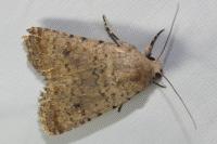 Caradrina clavipalpis
