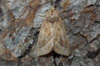 Hydraecia micacea