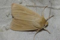 Mythimna pallens