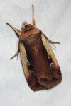 Ochropleura plecta