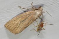 Coenobia rufa