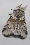 Furcula furcula