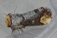 Phalera bucephala