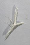 Pterophorus pentadactylus