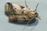 Acrobasis fallouella