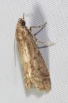 Ephestia