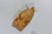 Acleris ferrugana/notana