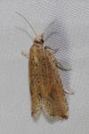 Bactra