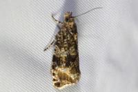 Celypha lacunana