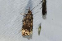 Endothenia gentianaeana/marginana/oblongana