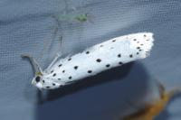 Yponomeuta