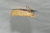 Ypsolopha alpella