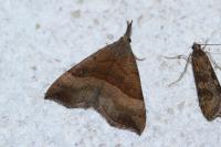 Hypena proboscidalis