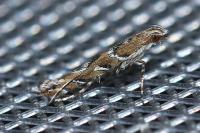 Acrocercops brongniardella