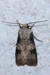 Agrotis puta
