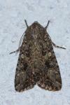 Anarta trifolii