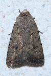 Caradrina clavipalpis