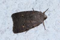 Caradrina flavirena