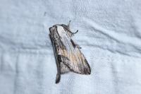 Harpyia milhauseri