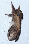 Notodonta ziczac