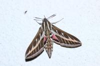 Hyles livornica