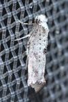 Paraswammerdamia albicapitella