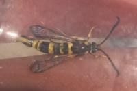 Synanthedon theryi
