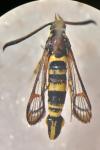 Synanthedon theryi