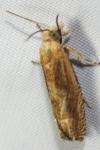 Eucosma conterminana