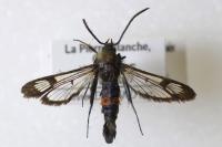 Synanthedon myopaeformis