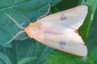 Diacrisia sannio