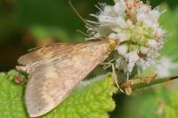 Ostrinia nubilalis/scapulalis