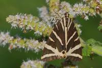 Euplagia quadripunctaria