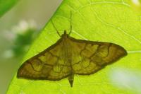 Anania verbascalis