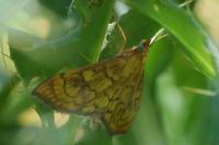 Anania verbascalis