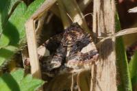 Tyta luctuosa