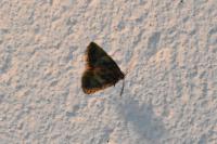 Polyphaenis sericata